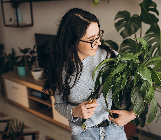 Plantas 01