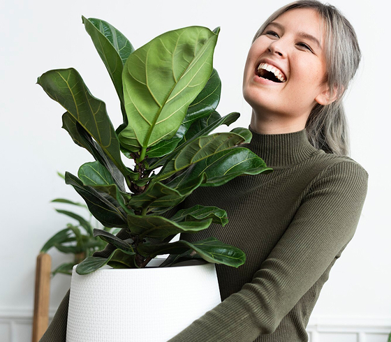 Plantas 02