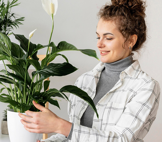 Plantas 04