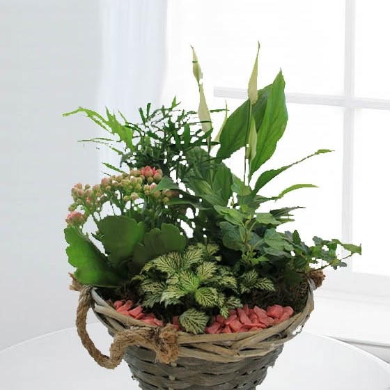 f9e004521d41fb4179a7a37ce1e362a7